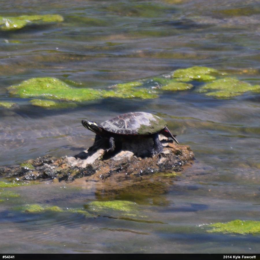 Painted Turtle