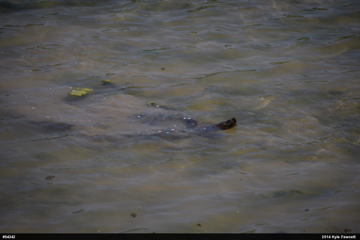 Snapping Turtle