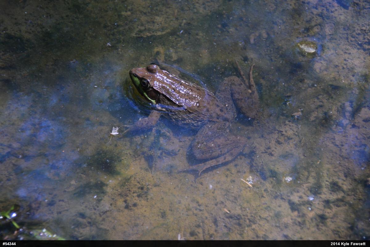 Green Frog