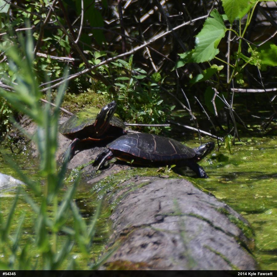 Painted Turtle