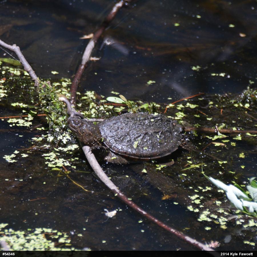 Snapping Turtle