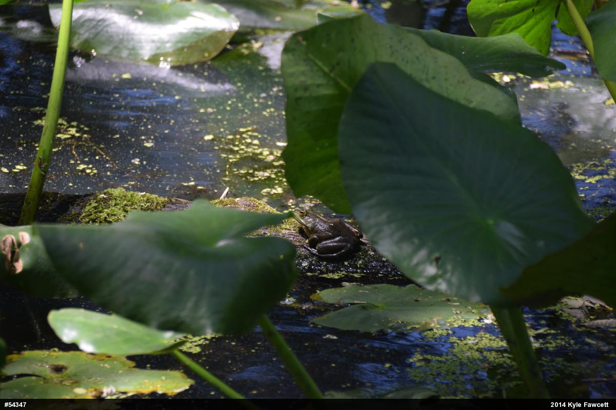 American Bullfrog