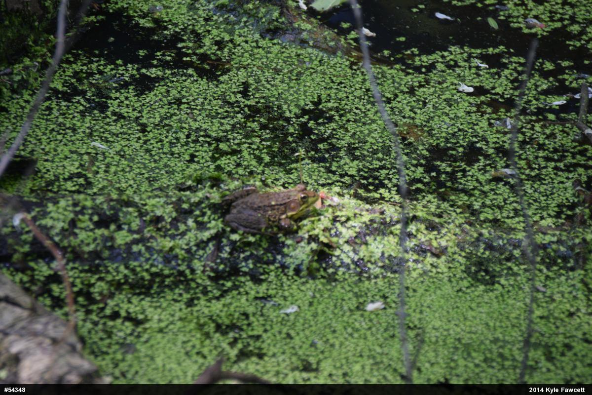 Green Frog