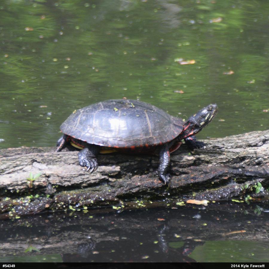 Painted Turtle