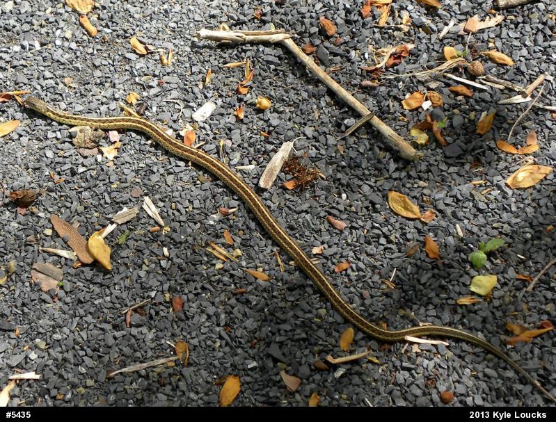 Eastern Gartersnake