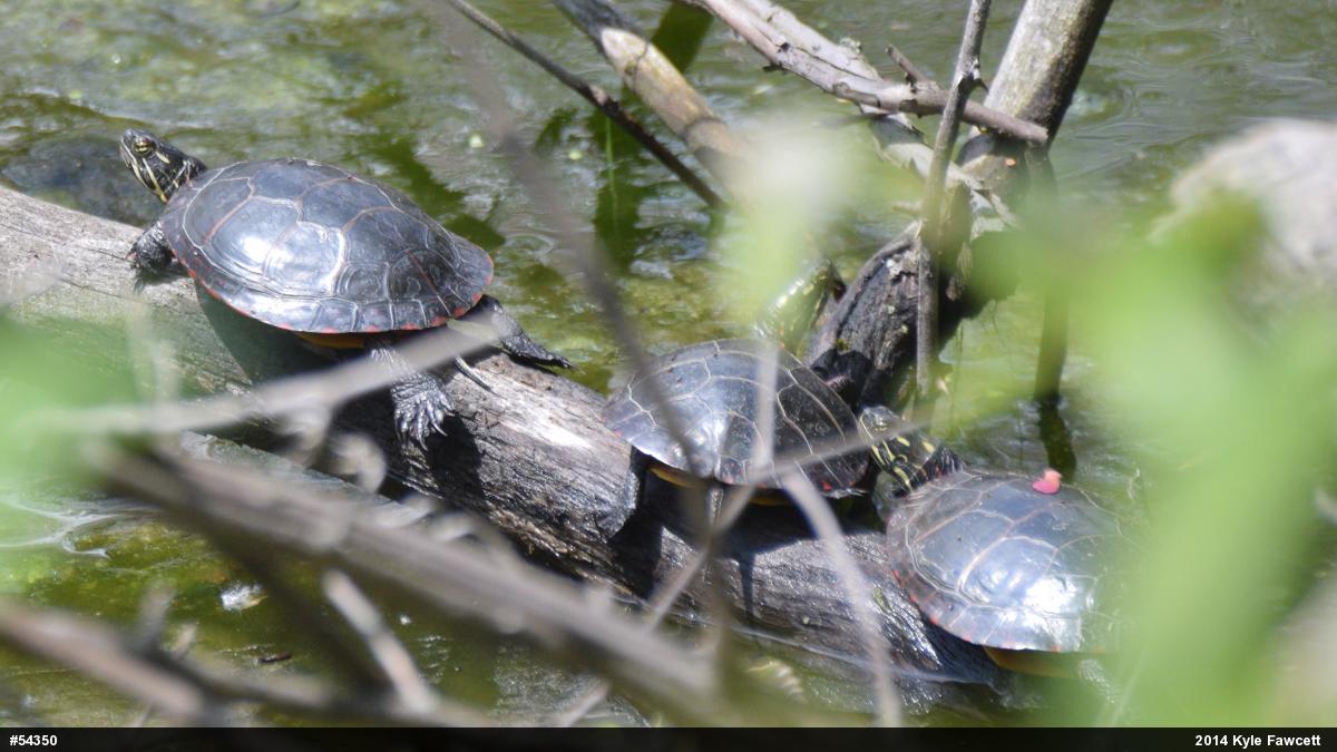 Painted Turtle