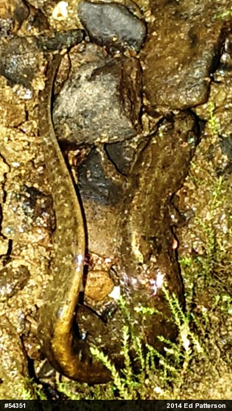 Northern Dusky Salamander