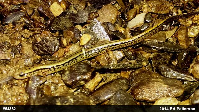 Northern Two-lined Salamander
