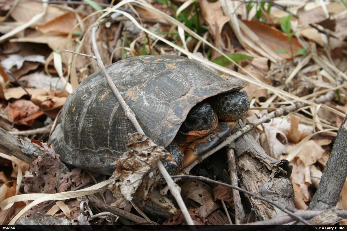 Wood Turtle