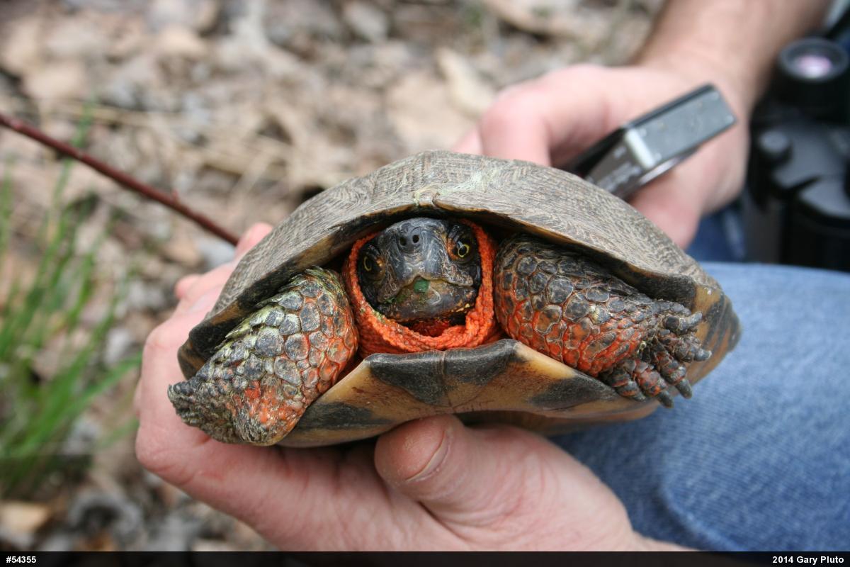 Wood Turtle