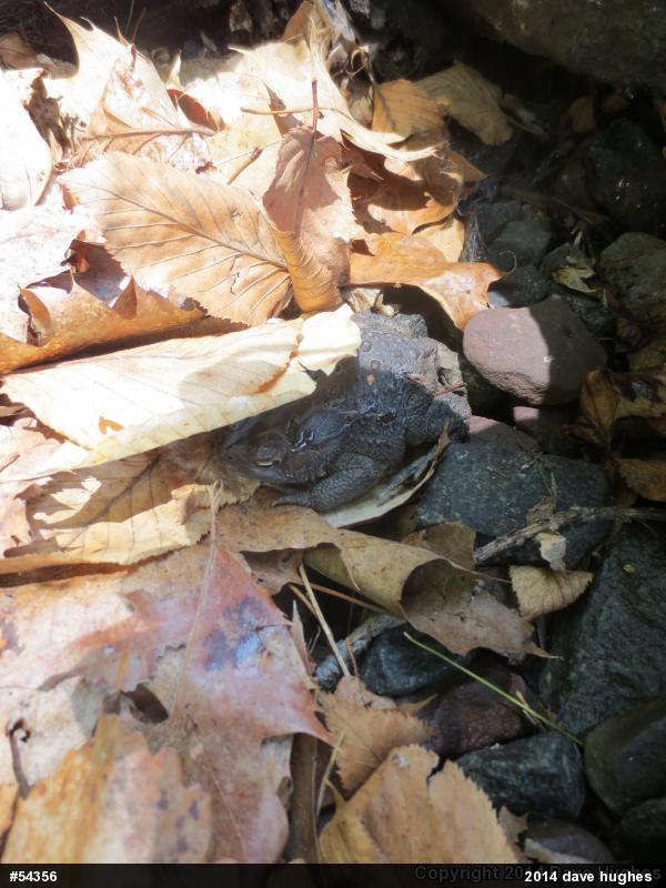 Eastern American Toad