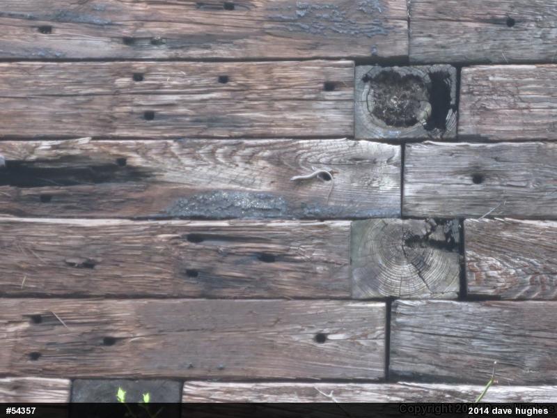 Common Five-lined Skink