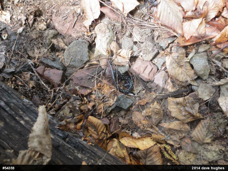 Northern Slimy Salamander