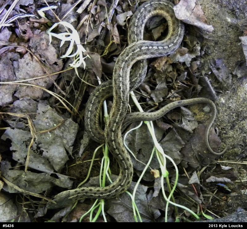 Eastern Gartersnake