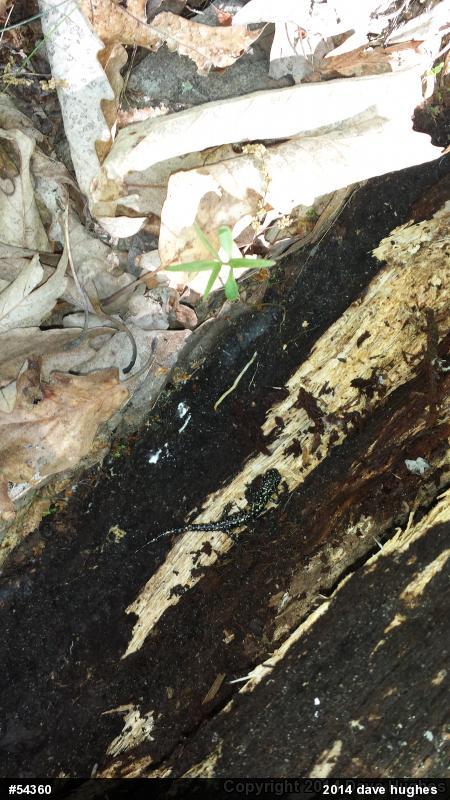 Northern Slimy Salamander