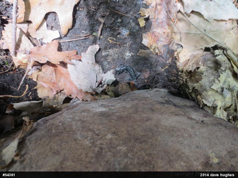 Northern Slimy Salamander