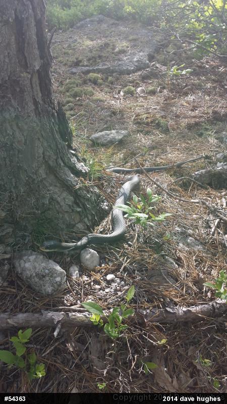 Northern Black Racer