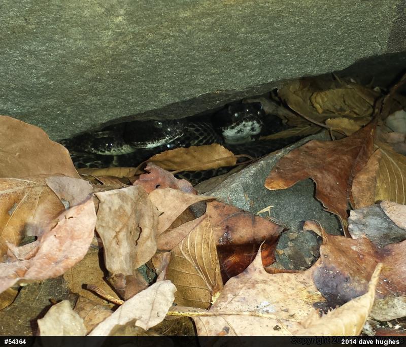 Timber Rattlesnake