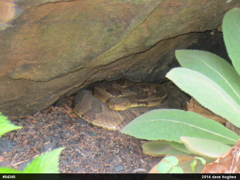 Timber Rattlesnake