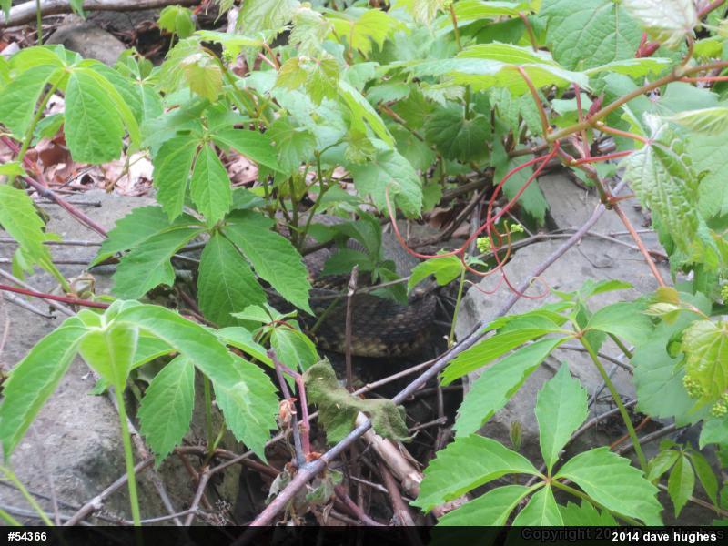 Timber Rattlesnake