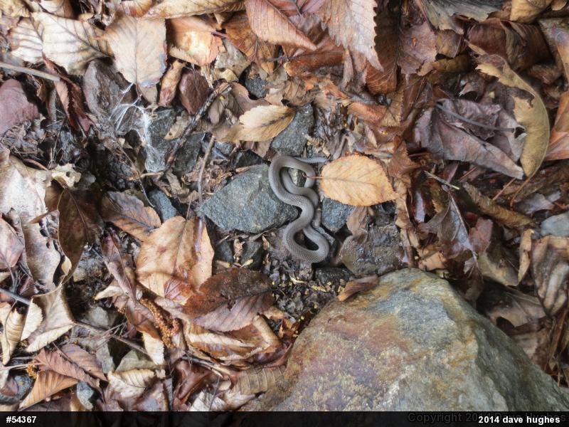 Northern Ring-necked Snake