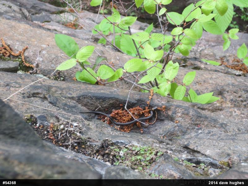 Northern Ring-necked Snake