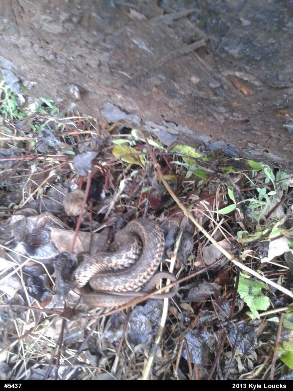 Eastern Gartersnake