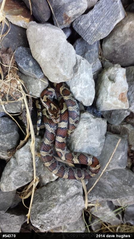 Eastern Milksnake