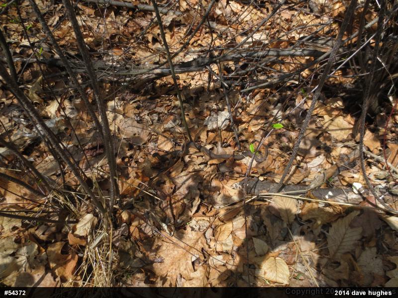 Northern Watersnake