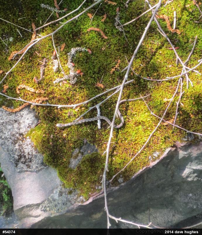 Northern Watersnake
