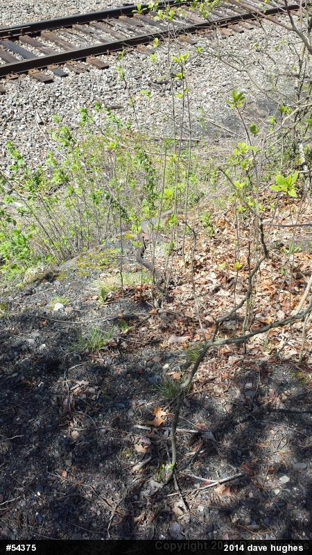 Eastern Ratsnake