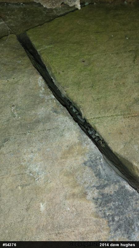 Eastern Ratsnake