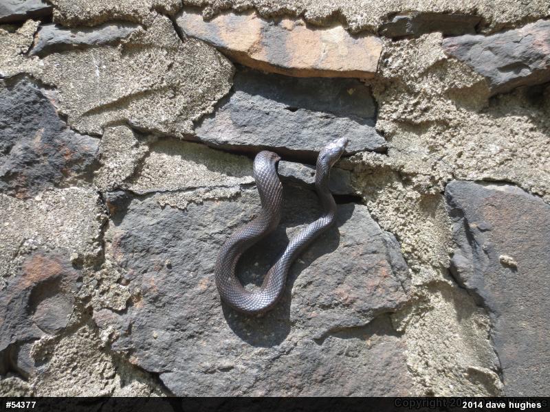 Eastern Ratsnake