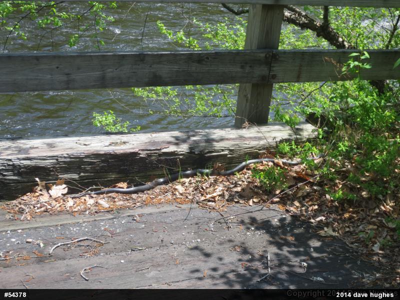 Eastern Ratsnake