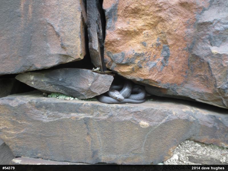 Eastern Ratsnake