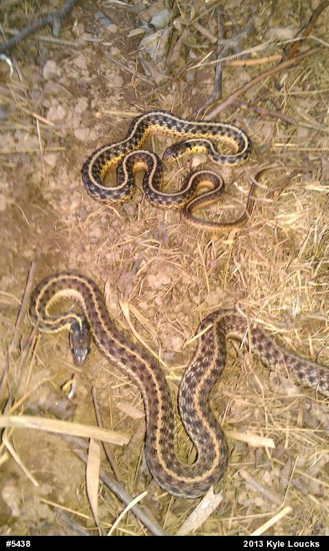 Eastern Gartersnake