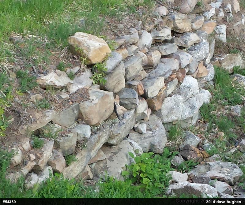 Eastern Ratsnake