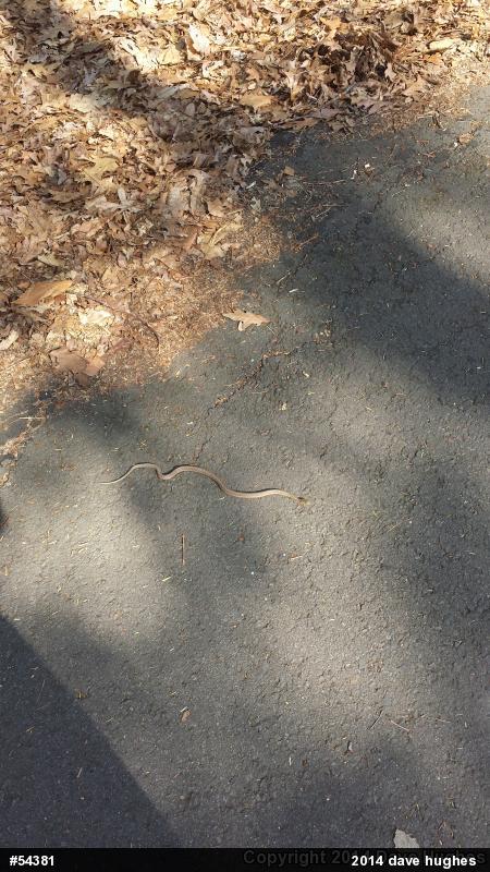 Eastern Gartersnake