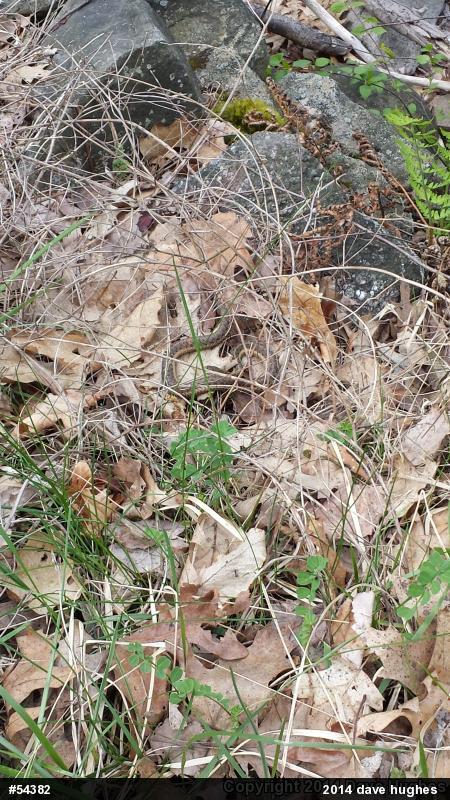 Eastern Gartersnake