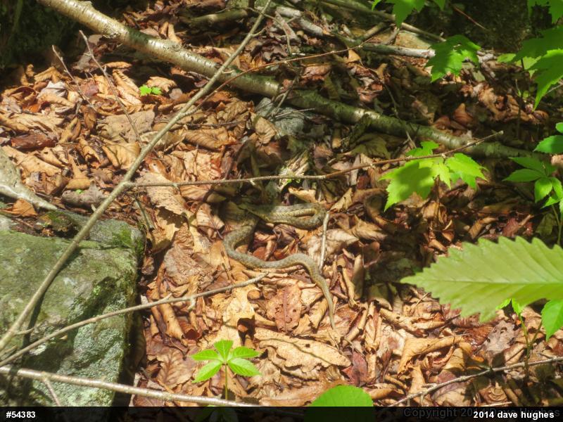 Eastern Gartersnake