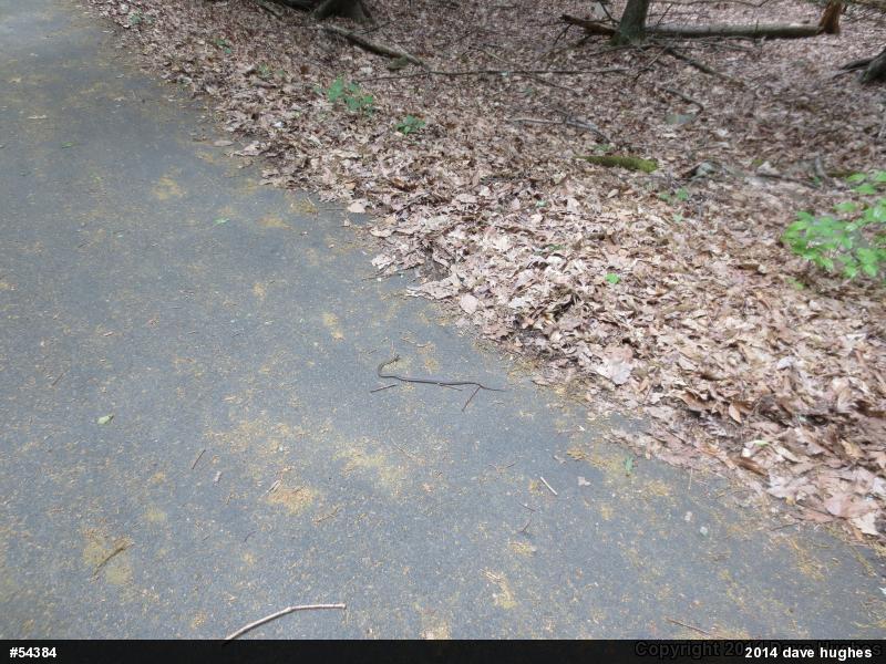 Eastern Gartersnake