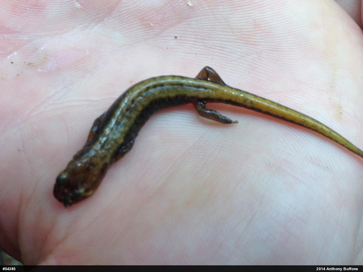 Allegheny Mountain Dusky Salamander