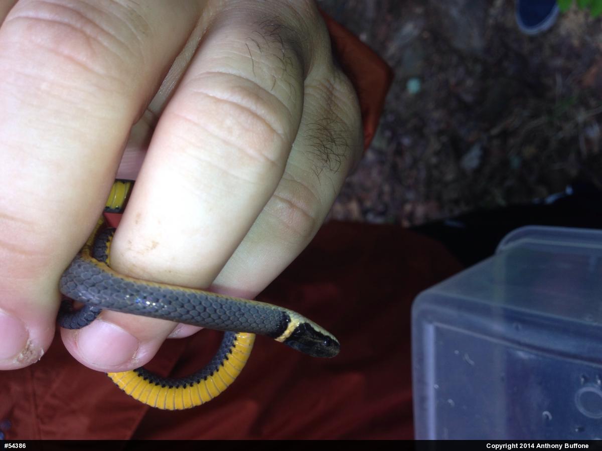 Northern Ring-necked Snake