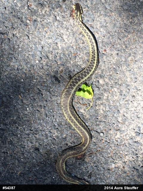 Eastern Gartersnake