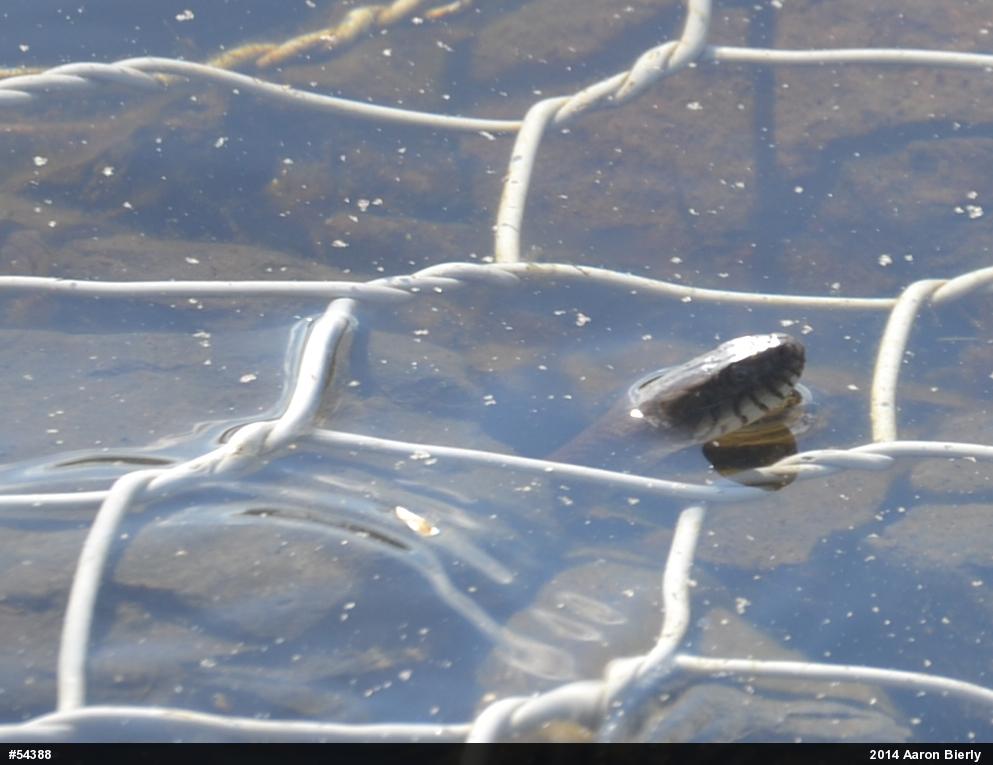 Northern Watersnake