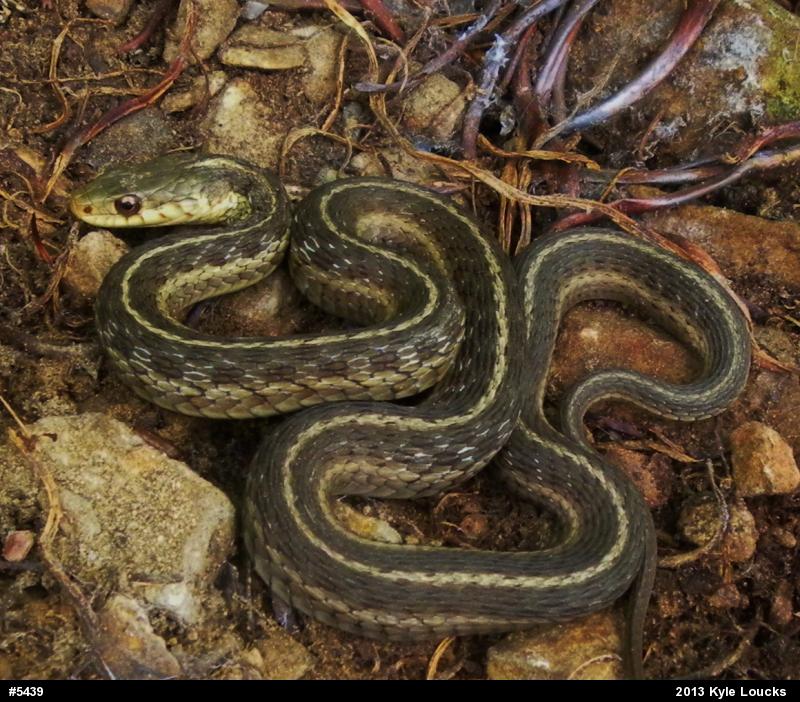 Eastern Gartersnake