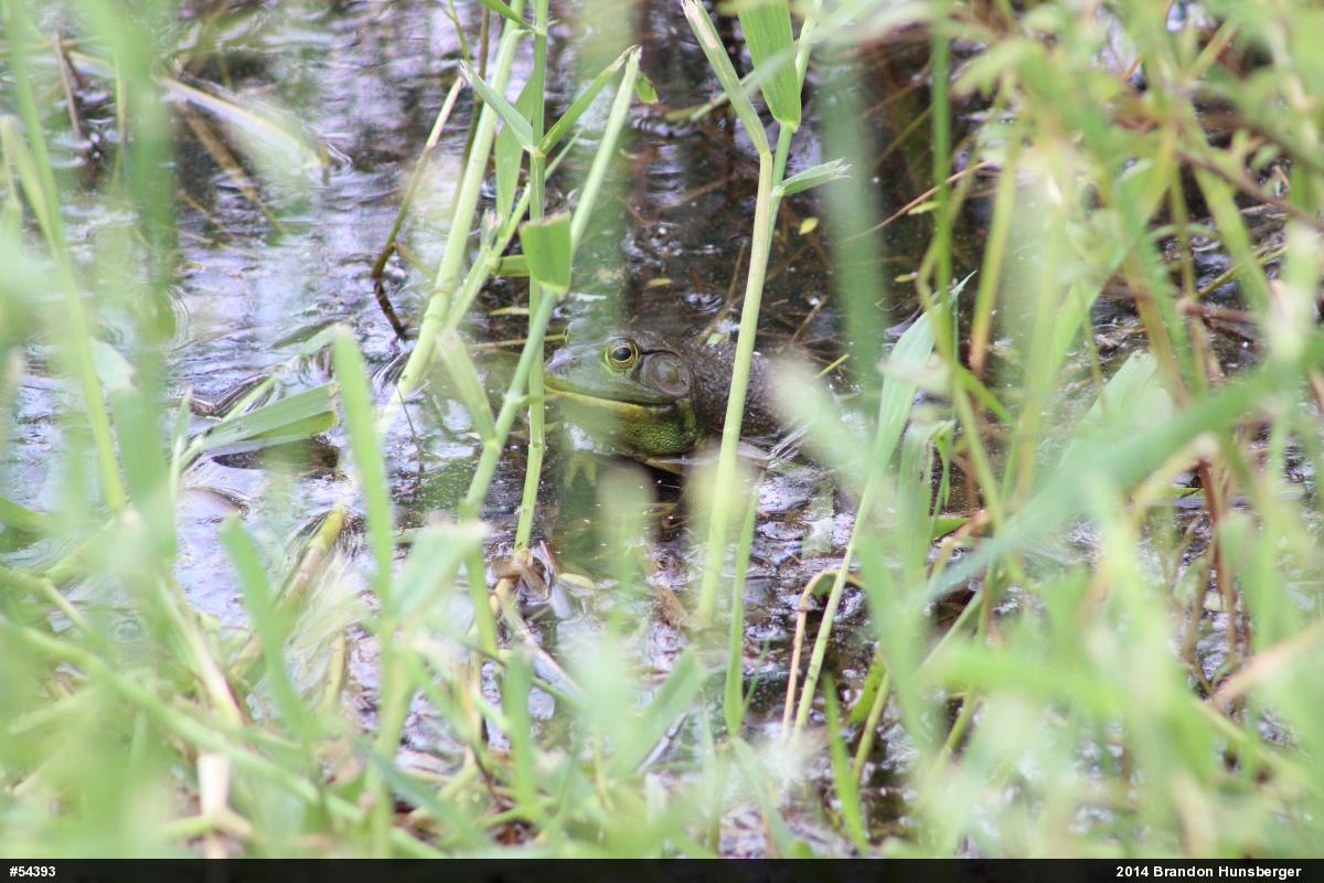 American Bullfrog
