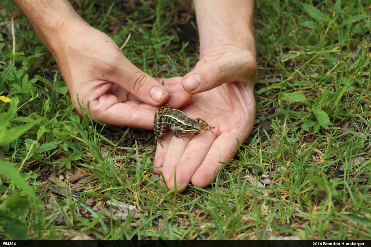 Pickerel Frog