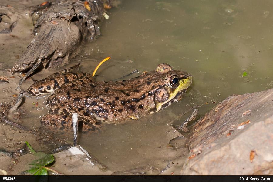 Green Frog