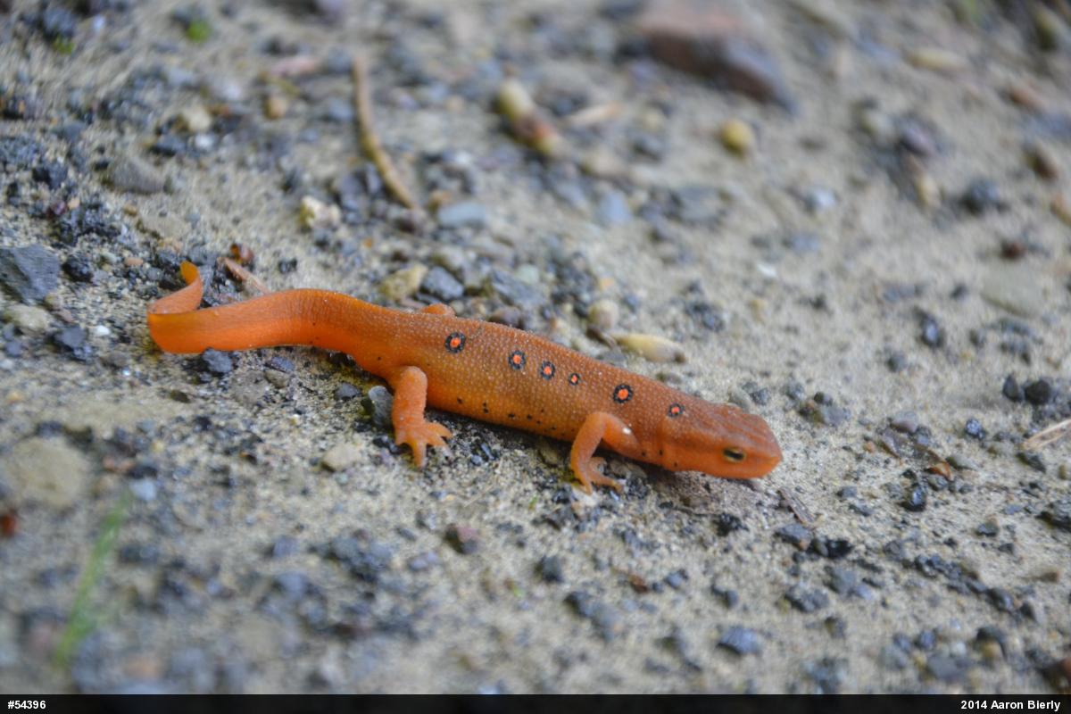 Red-spotted Newt